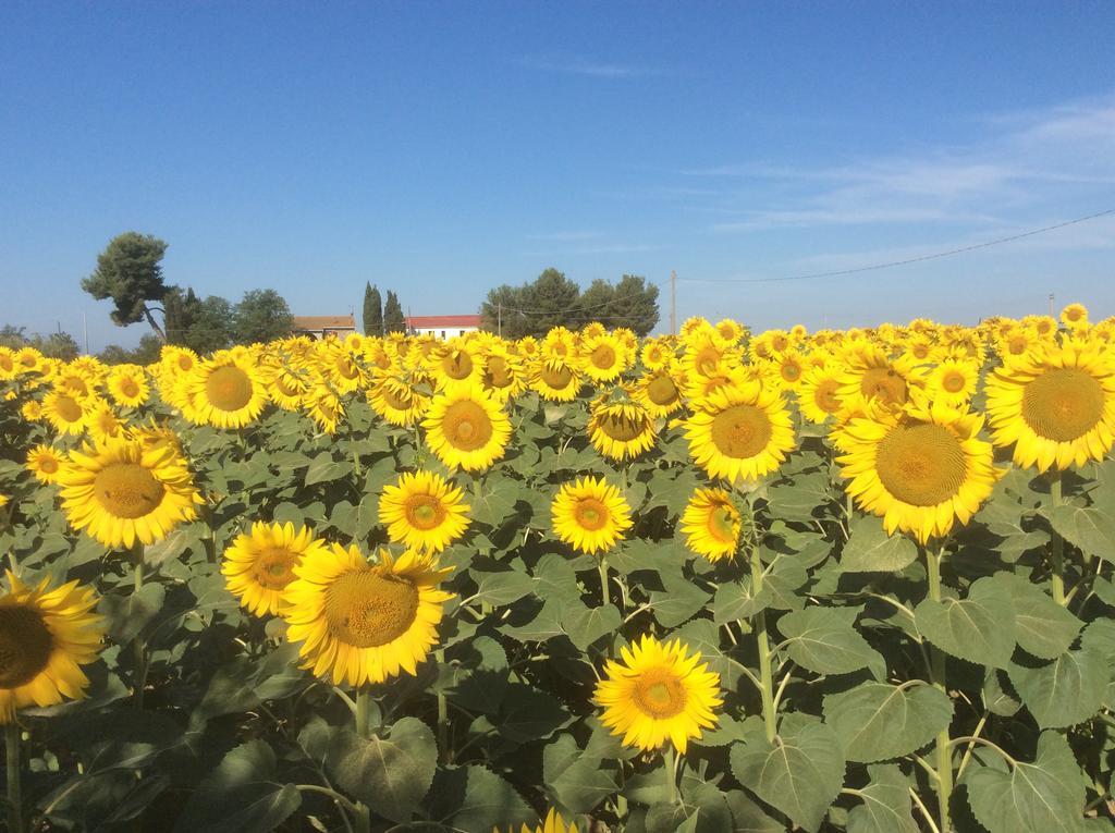 Podere Girasoli Piombino Exterior photo